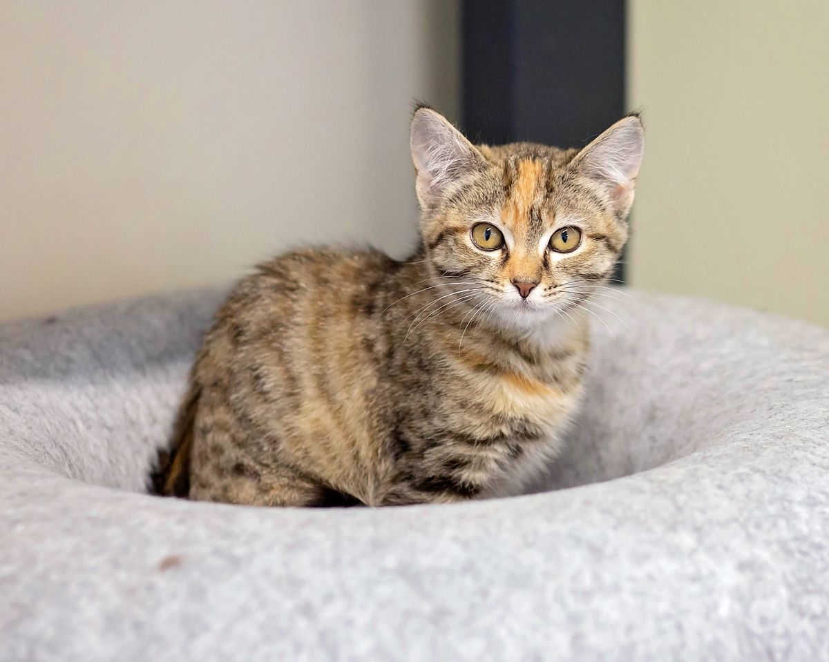 Gallery image: Buffy