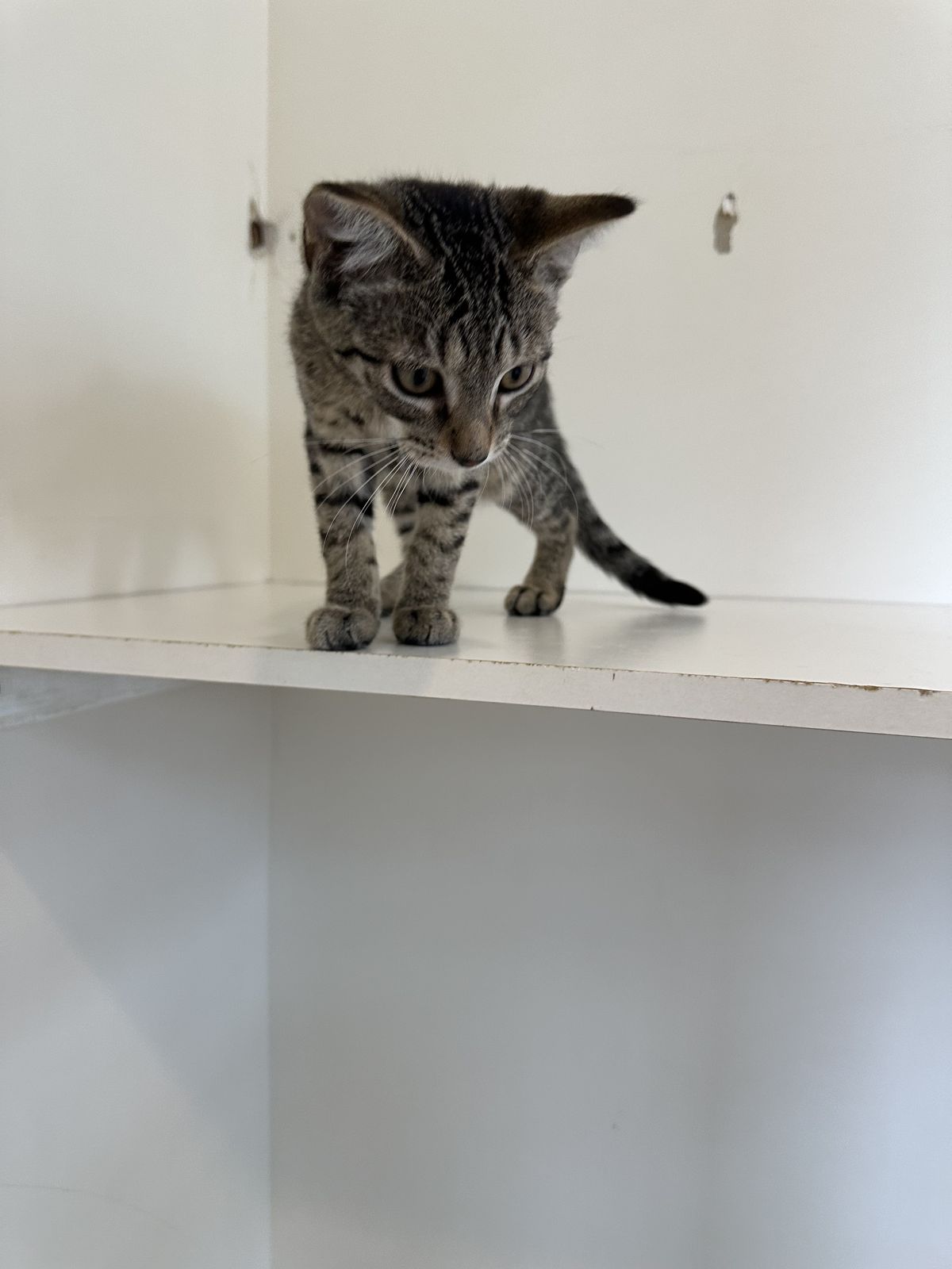 Gallery image: Bosco