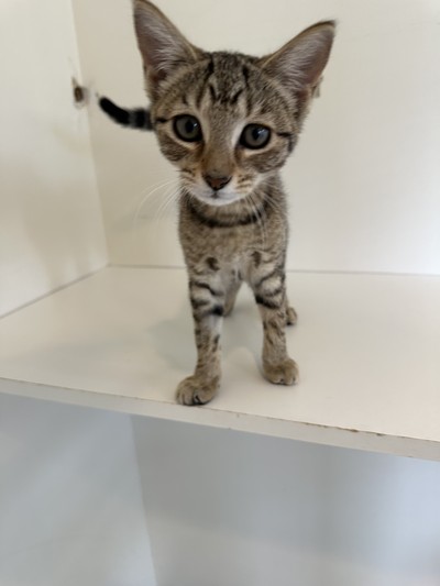 Bailey - Domestic Short Hair