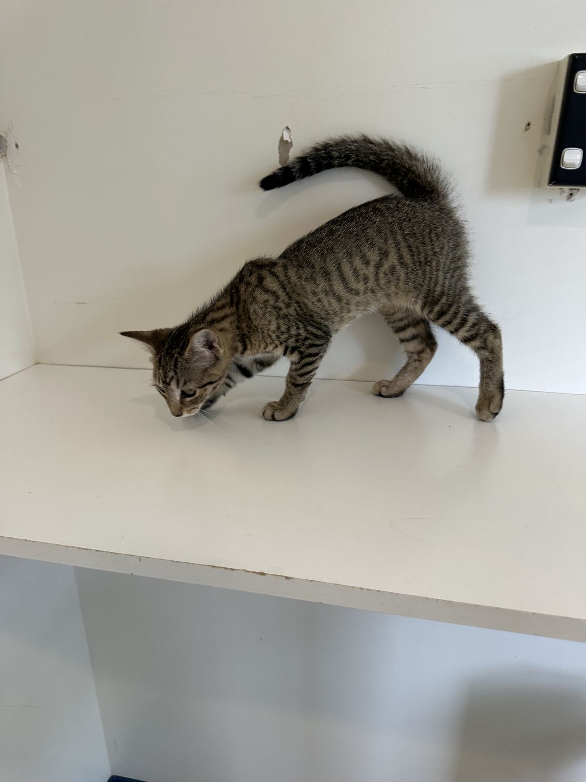 Gallery image: Bailey