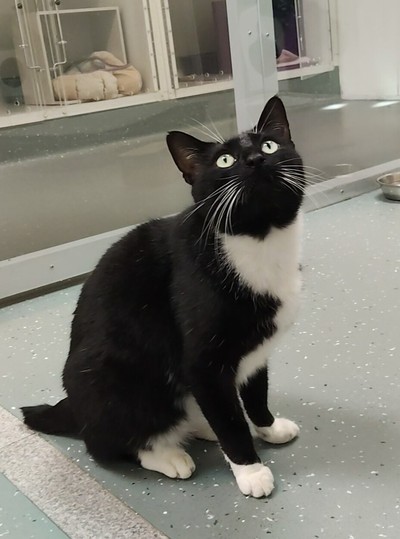 Moon - Domestic Short Hair