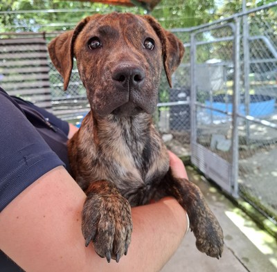 Holly - Medium Cross Breed