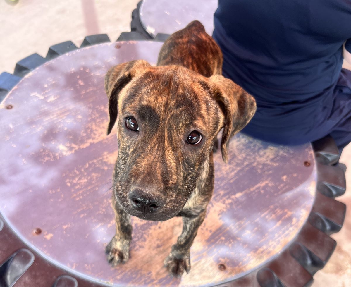 Gallery image: Holly