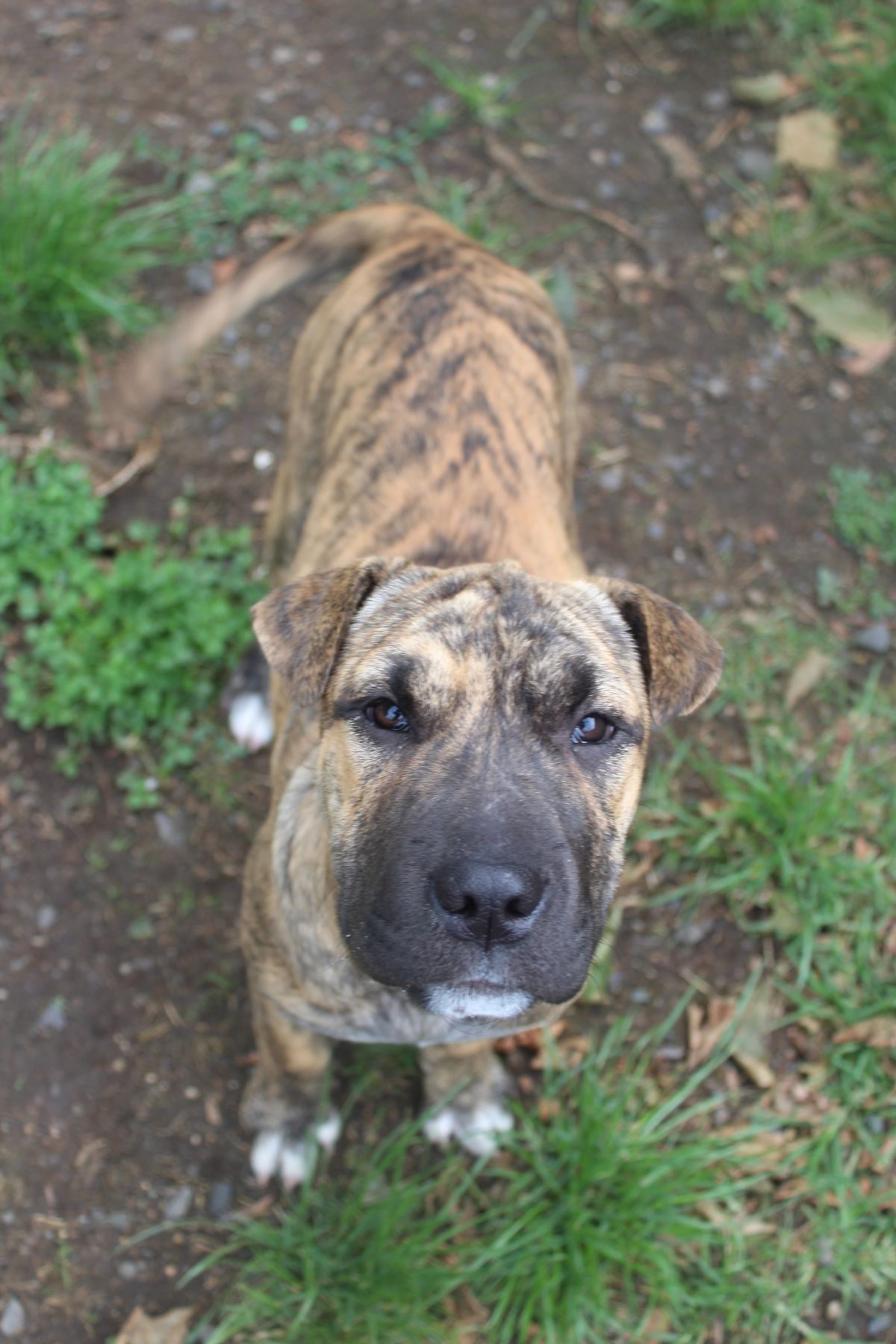 Gallery image: Willow