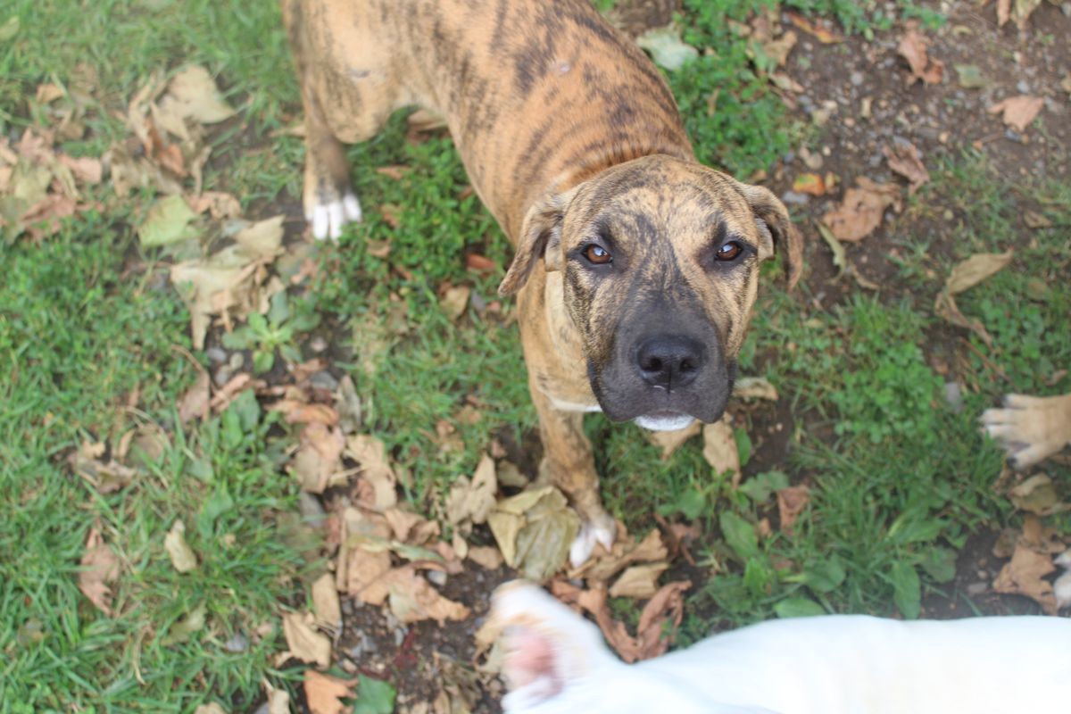 Gallery image: Rowan