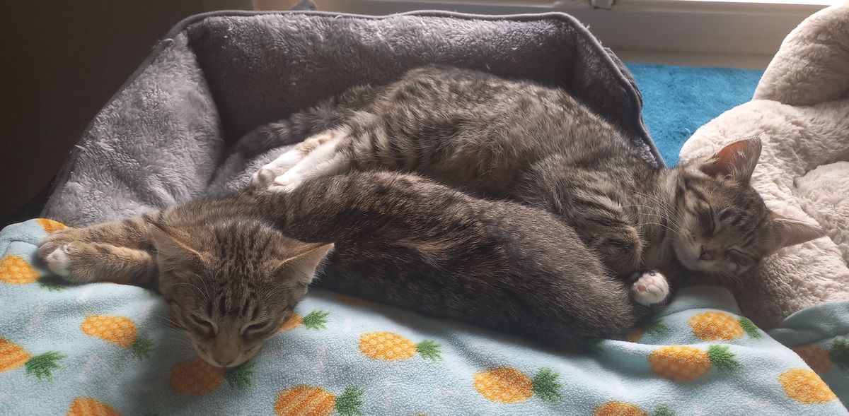 Gallery image: Honey