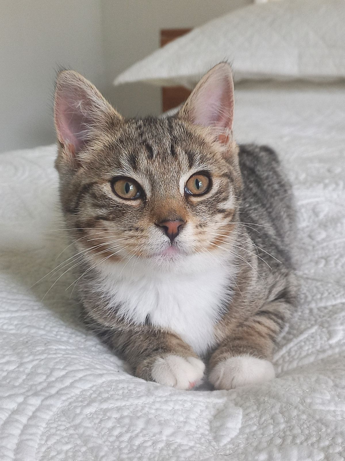 Gallery image: Poppy