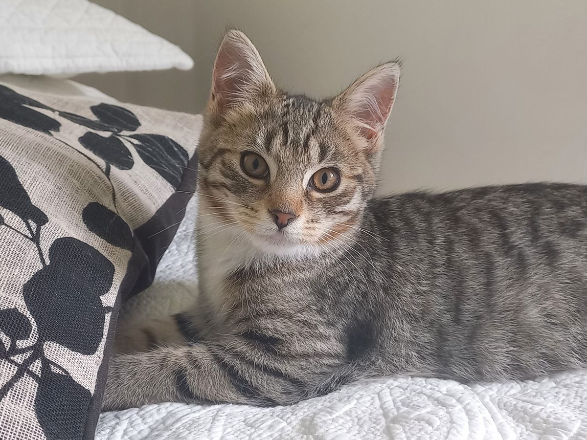 Gallery image: Poppy