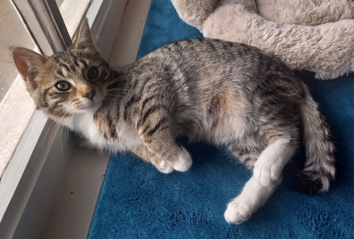 Gallery image: Poppy