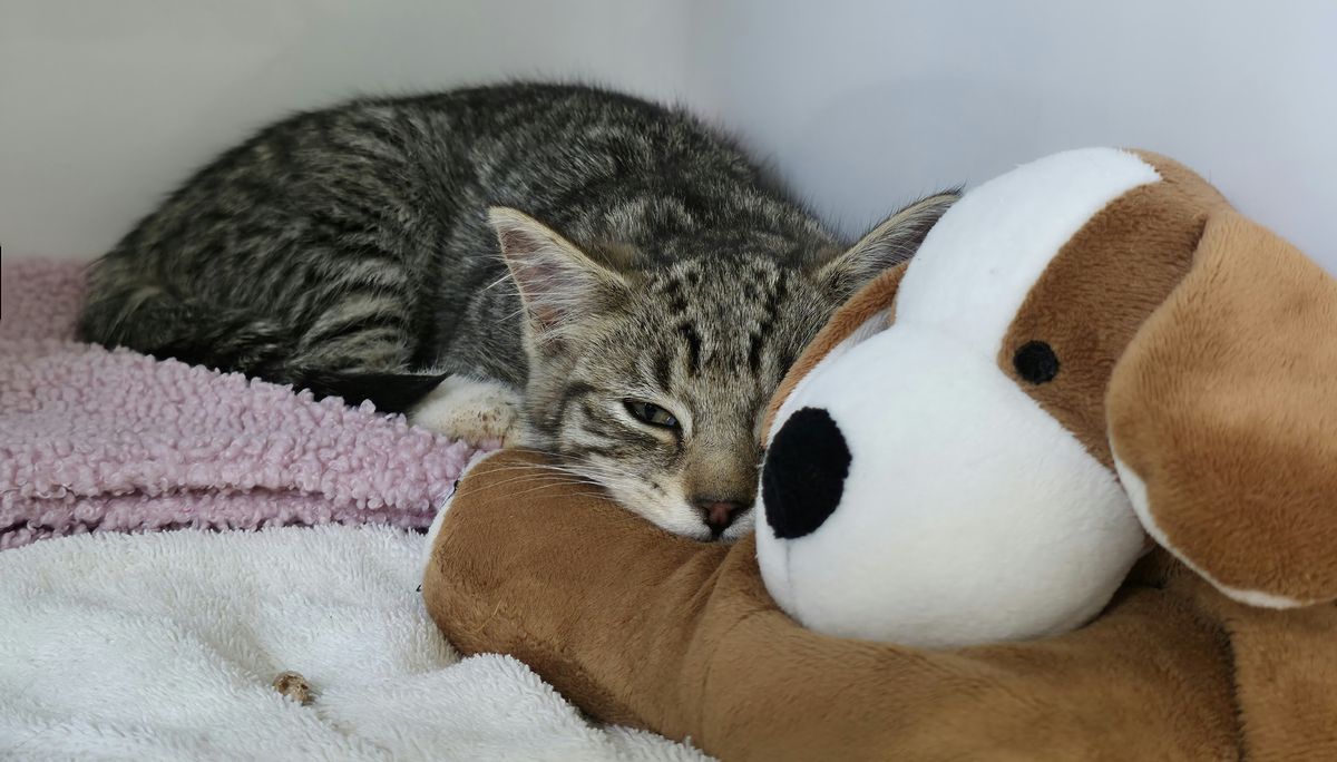 Gallery image: Poppy