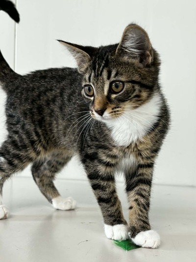 Helga - Domestic Short Hair