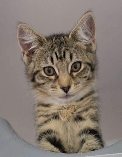 Honey - Domestic Short Hair