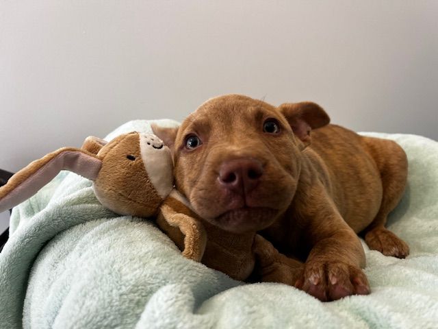 Gallery image: Lilly