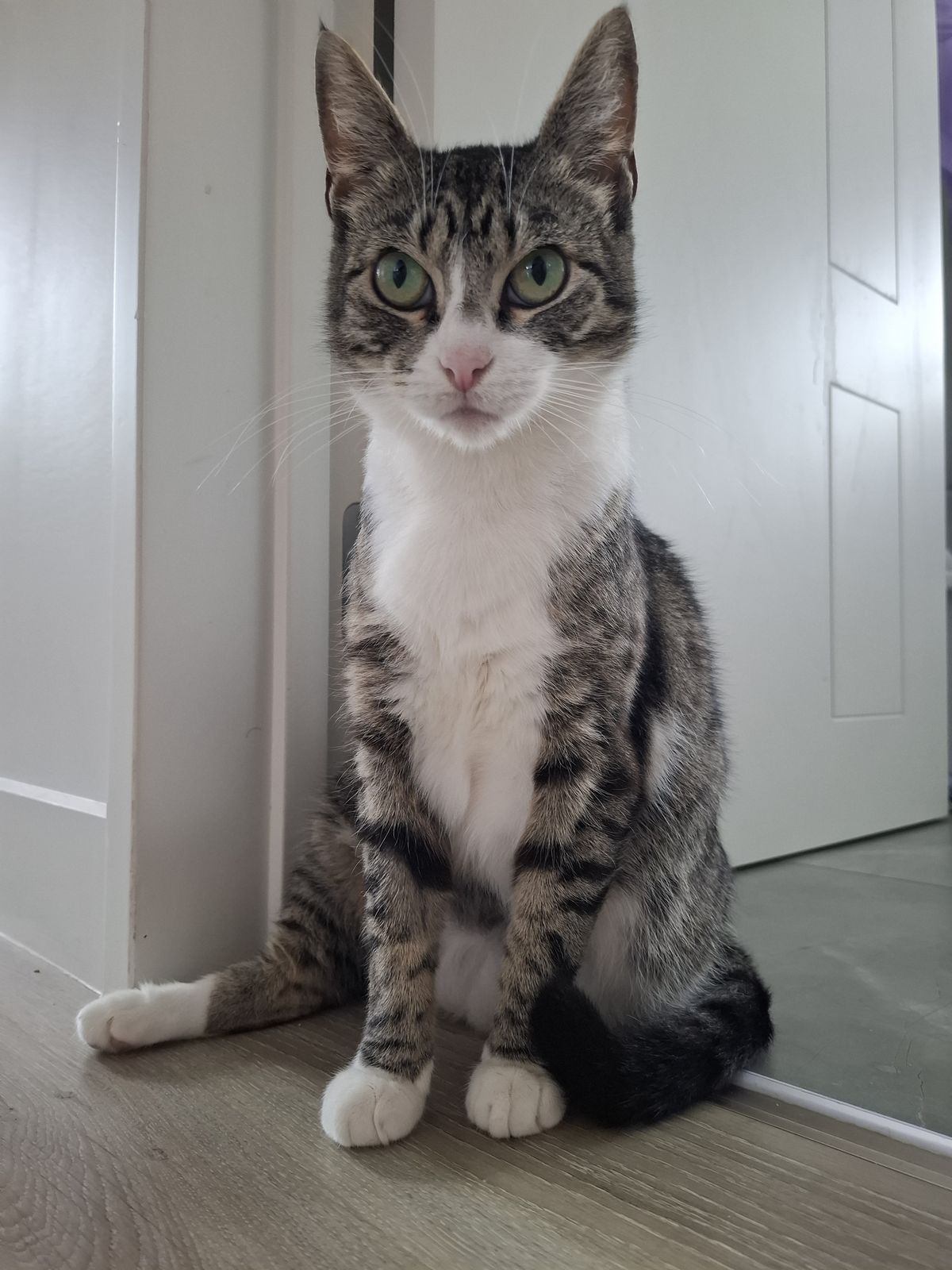 Gallery image: Poppy