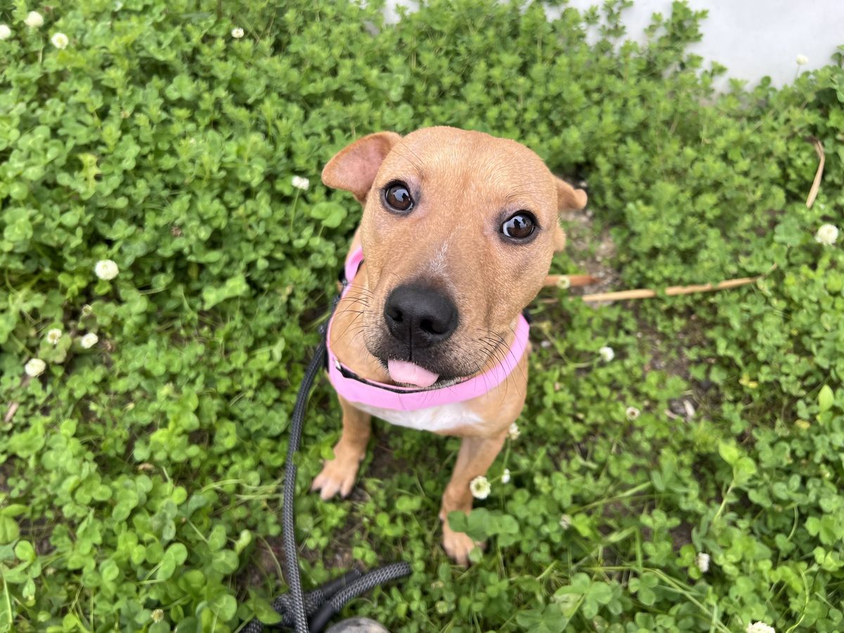 Gallery image: Cinnamon 