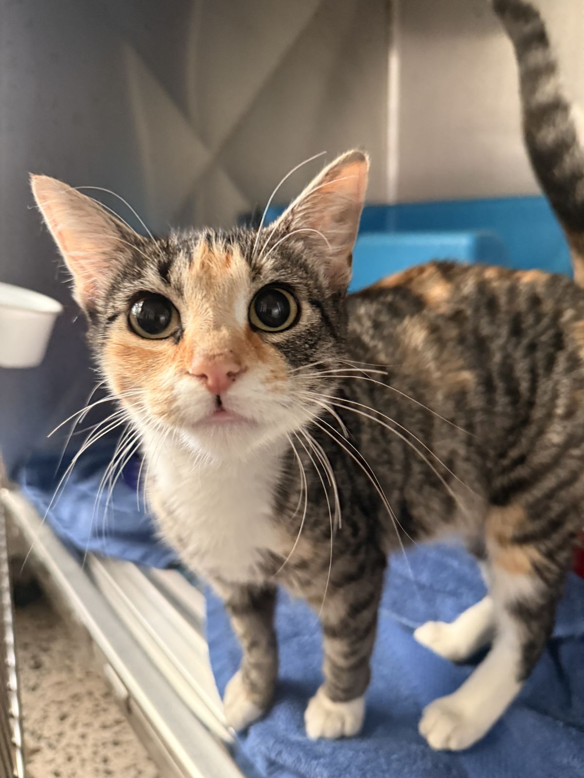 Gallery image: Tahlia