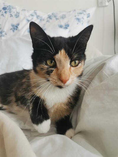 Frida  - Domestic Short Hair