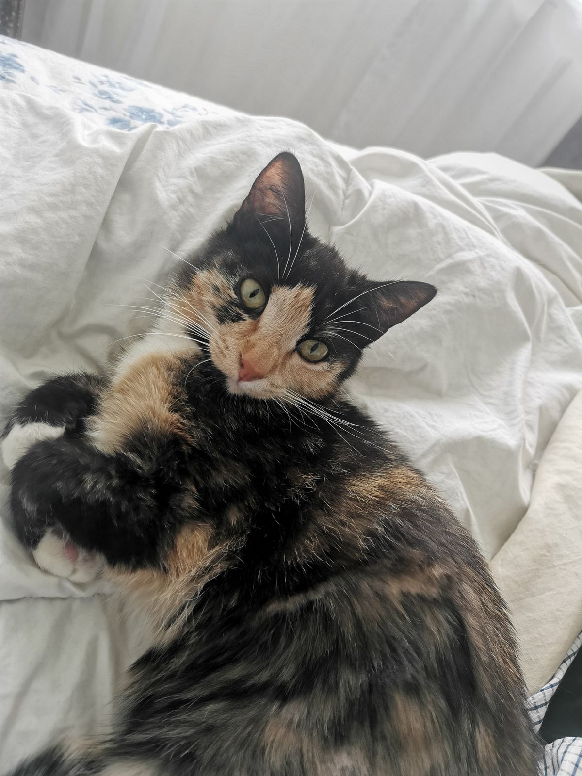 Gallery image: Frida 