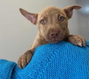 Gallery image: Lilly