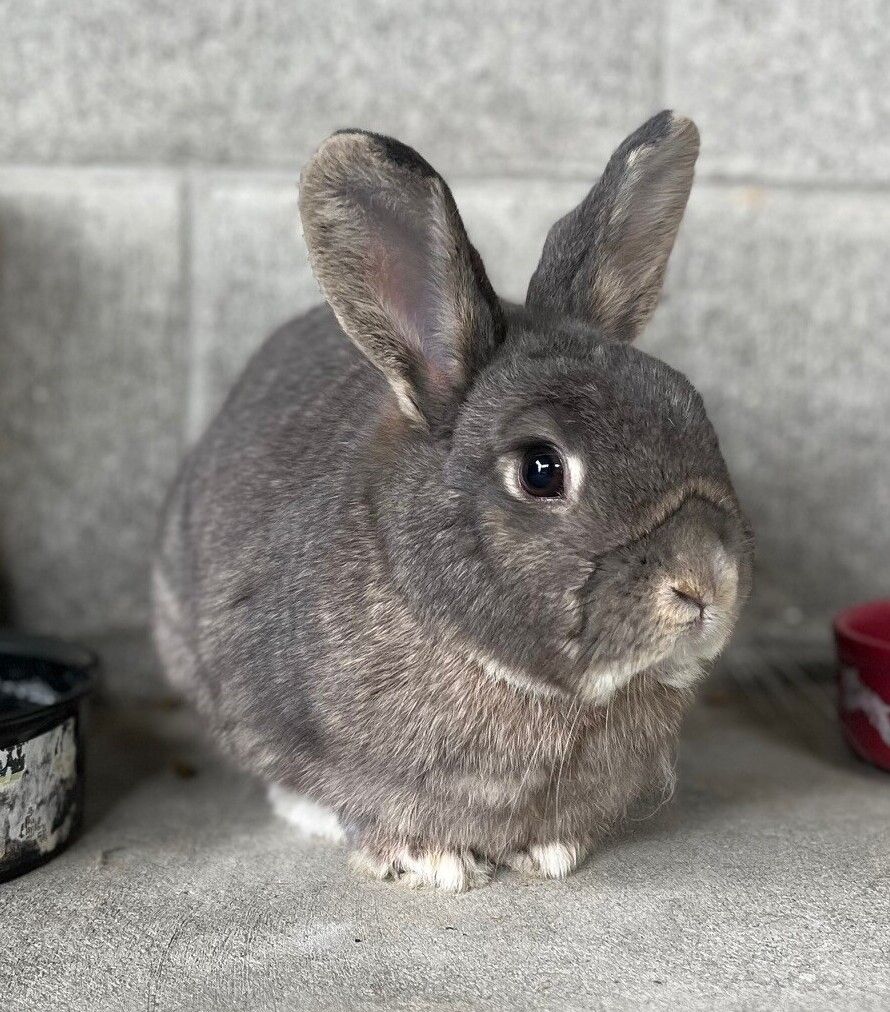 Gallery image: Lavender