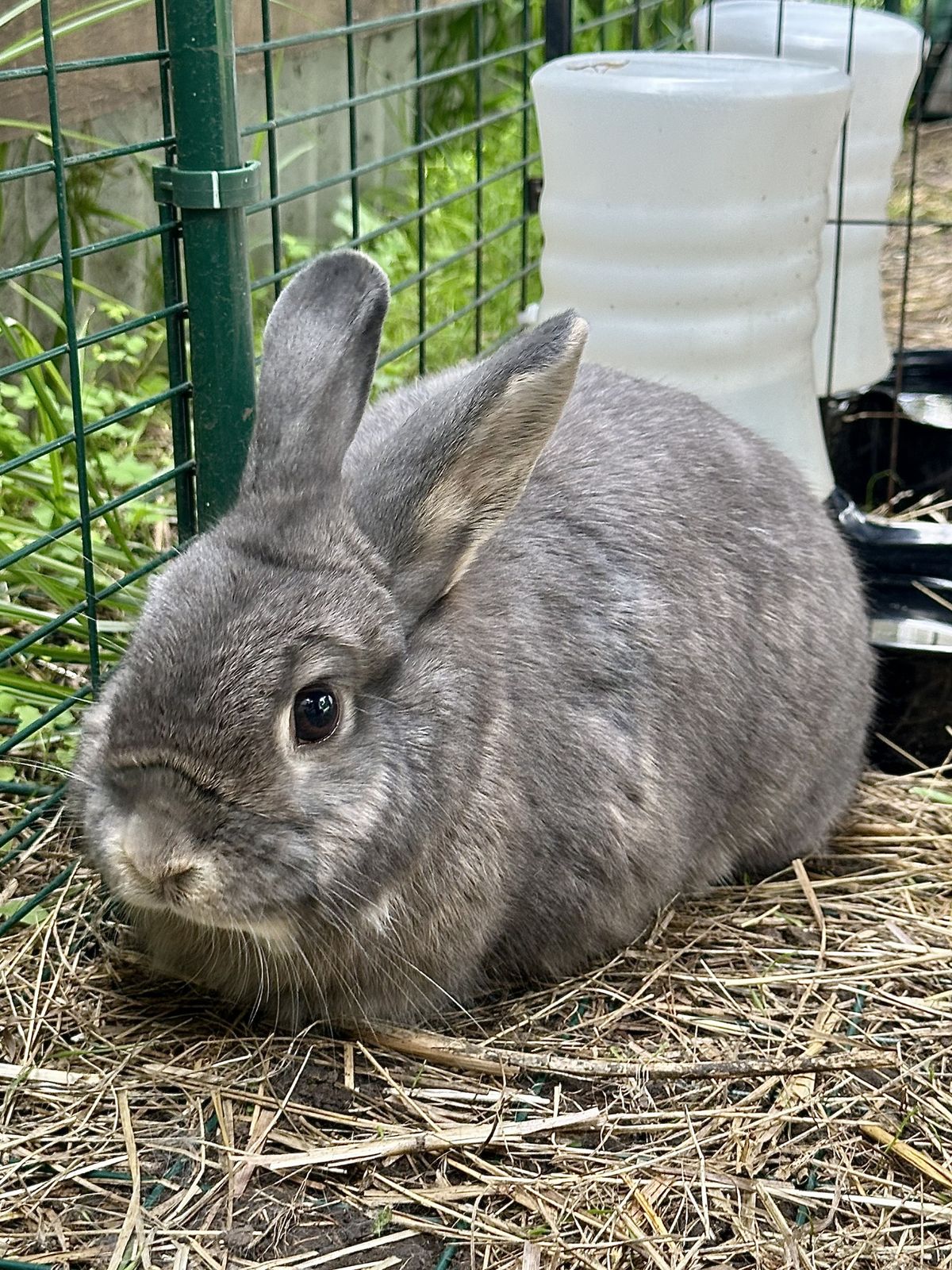 Gallery image: Lavender