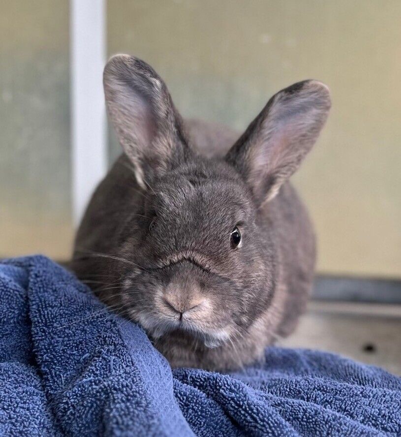 Gallery image: Lavender