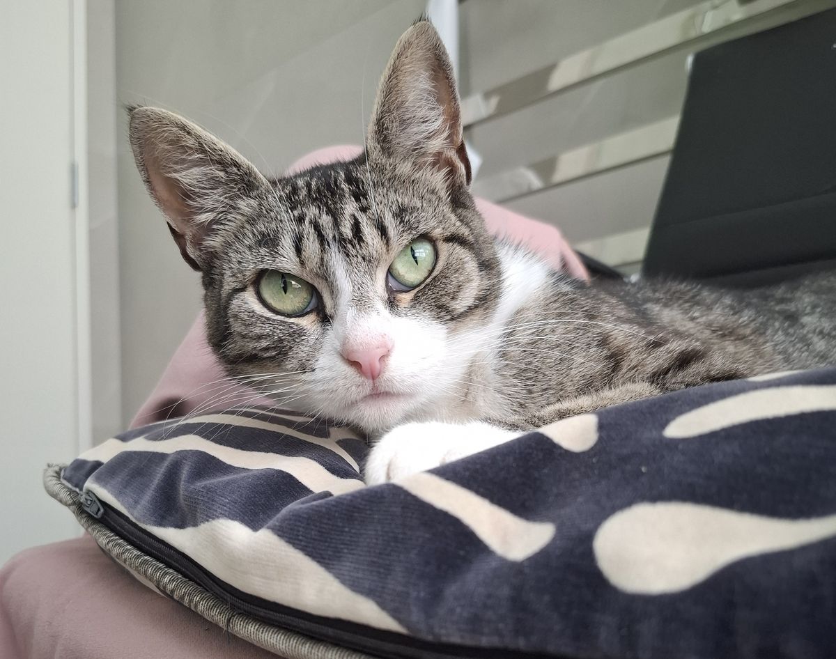 Gallery image: Poppy