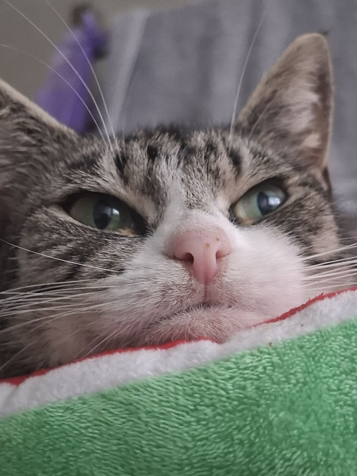 Gallery image: Poppy