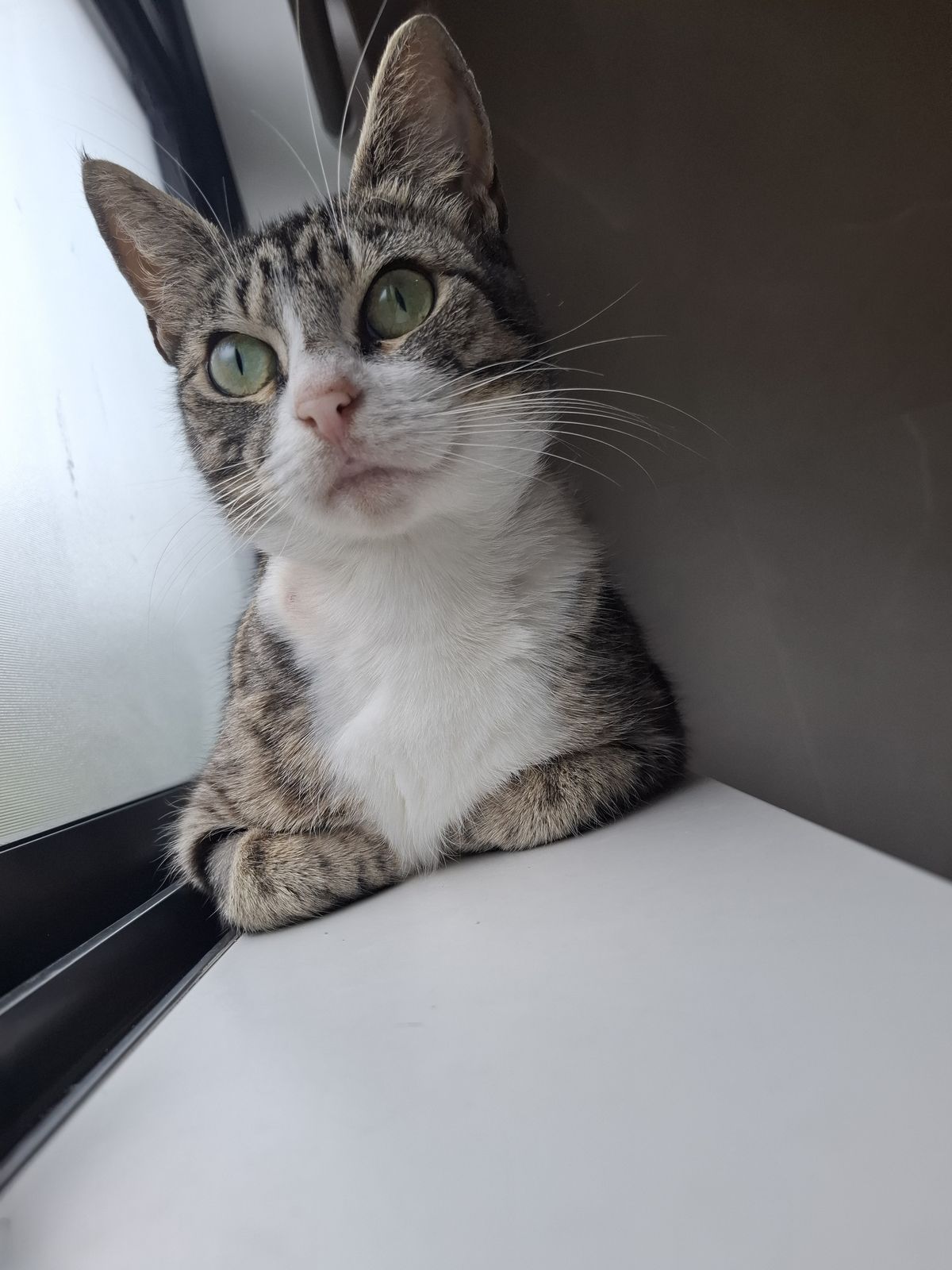 Gallery image: Poppy