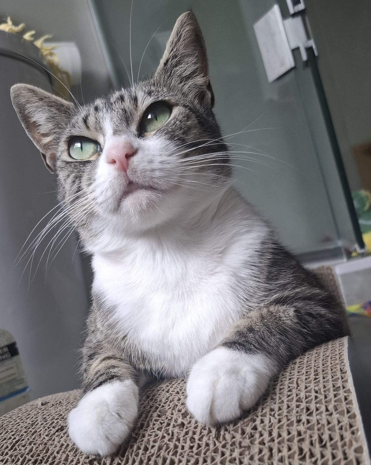 Gallery image: Poppy