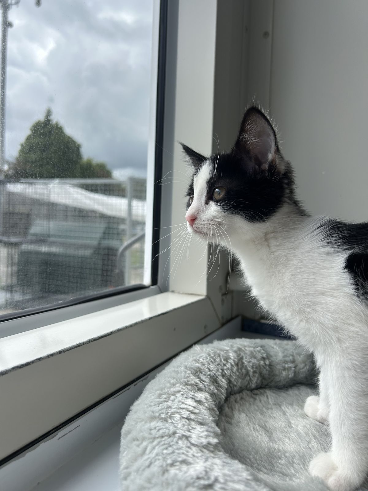 Gallery image: Bam Bam