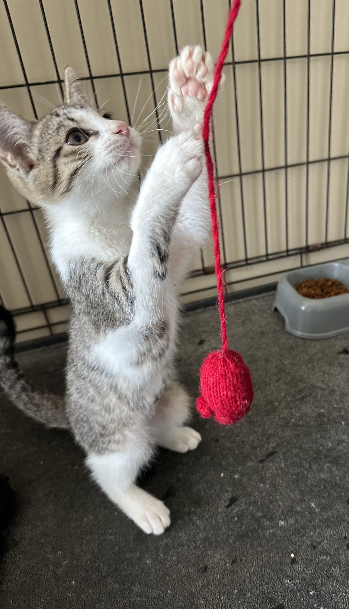 Gallery image: Coconut