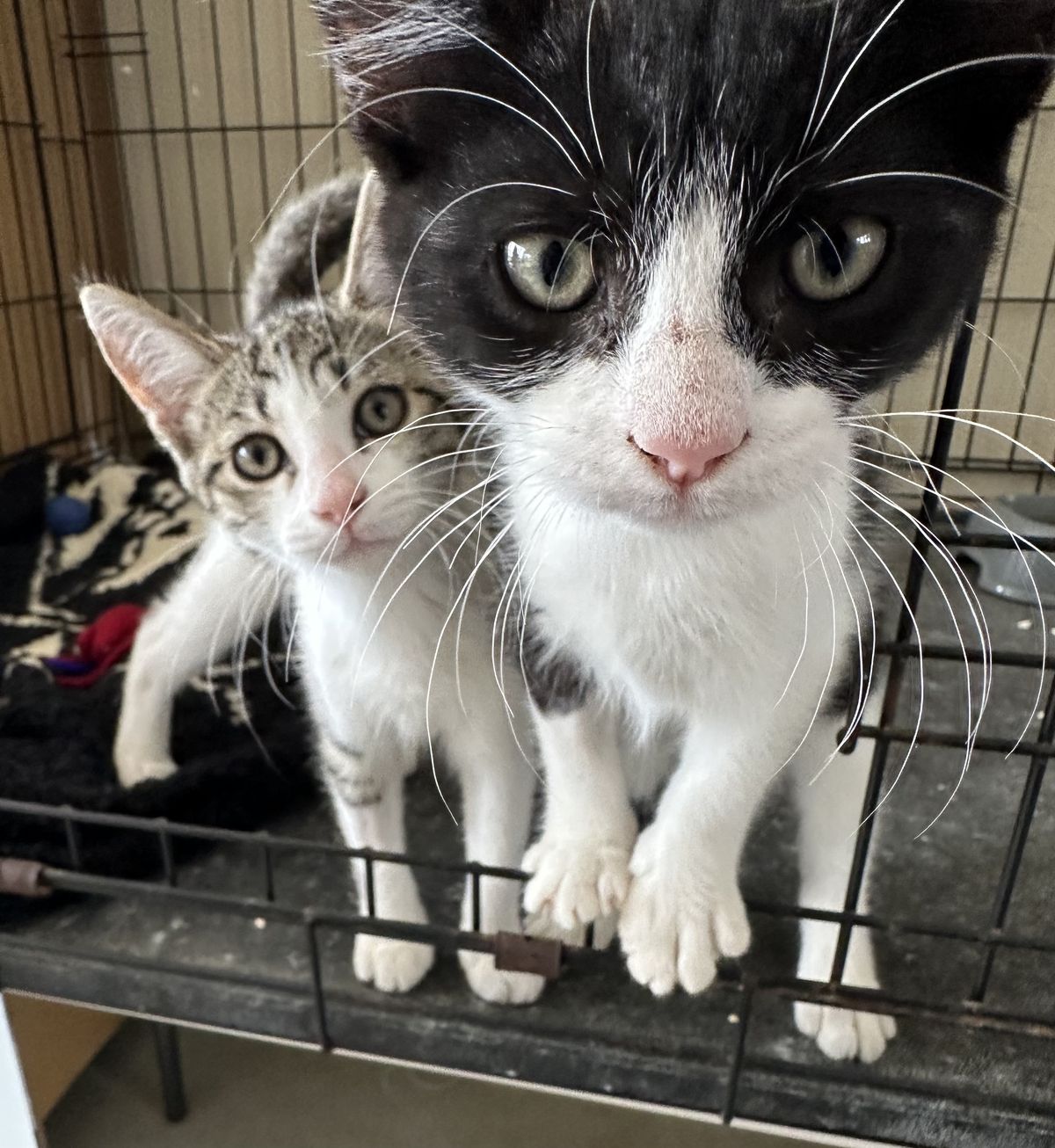 Gallery image: Coconut