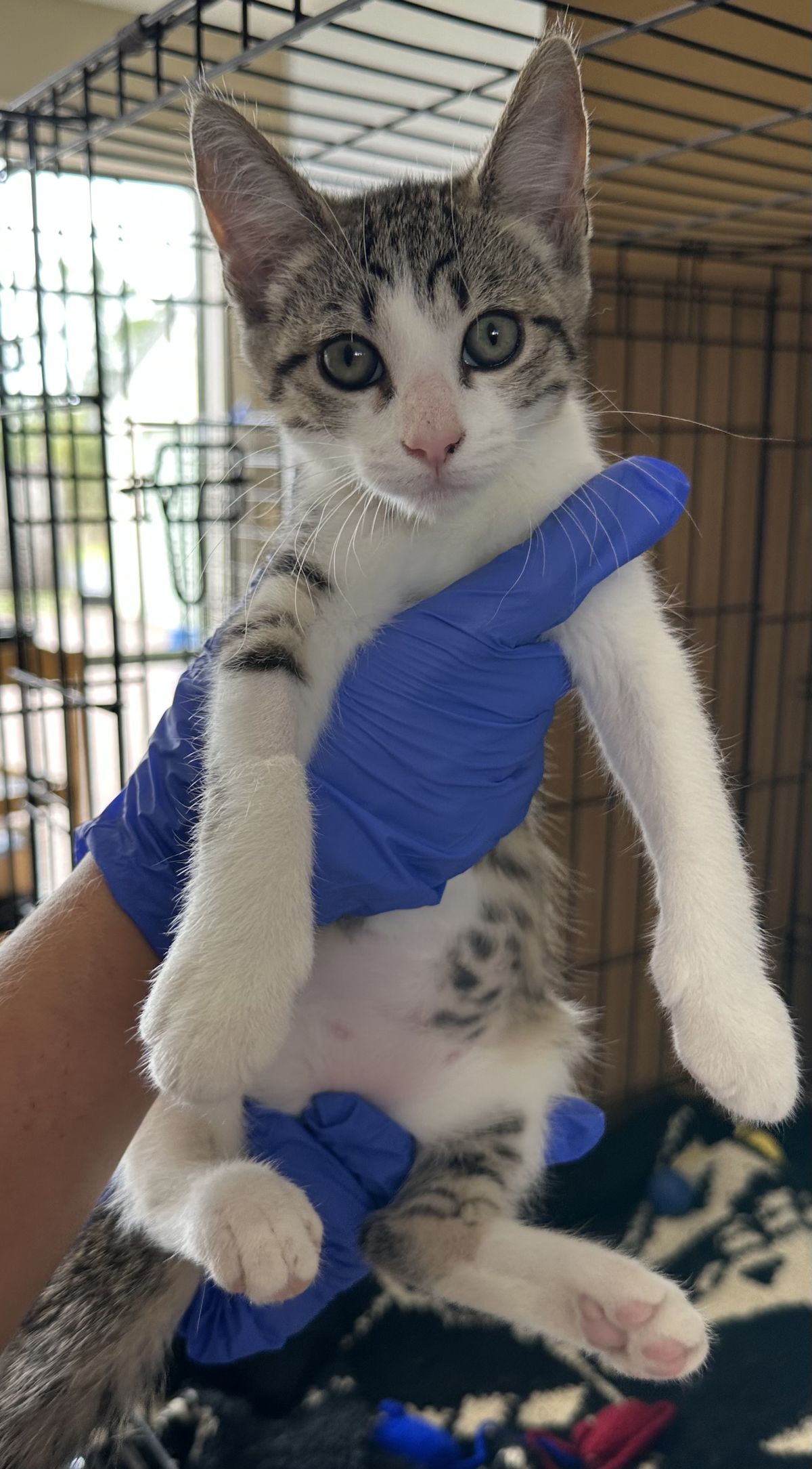 Gallery image: Coconut