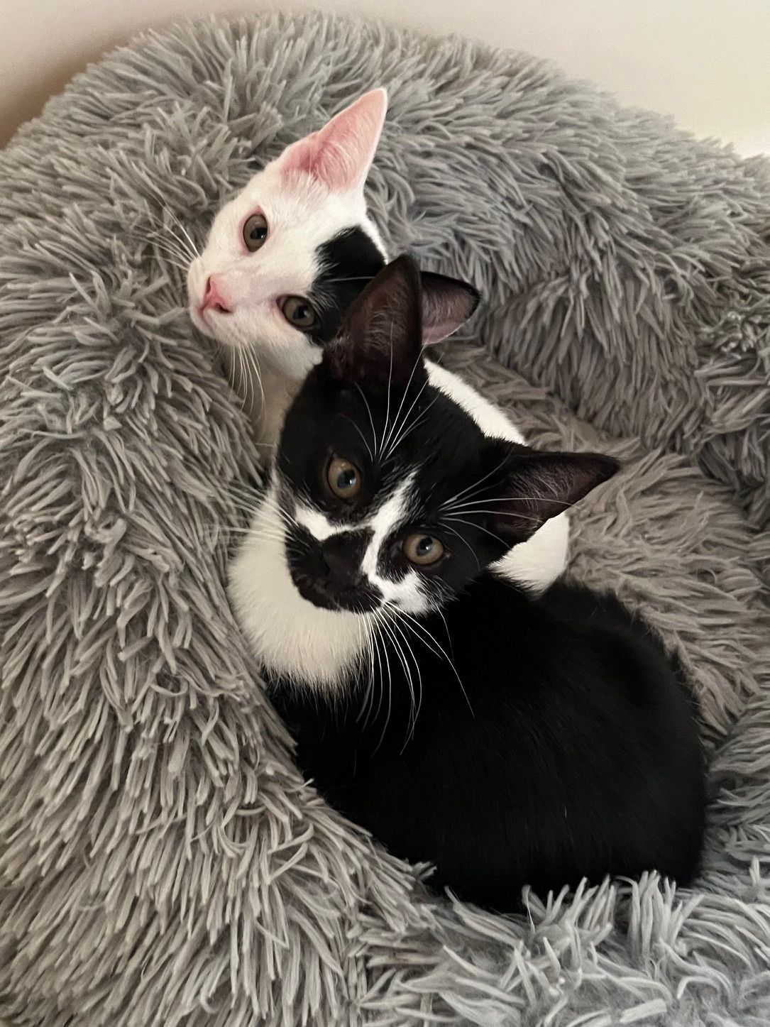 Gallery image: Spike