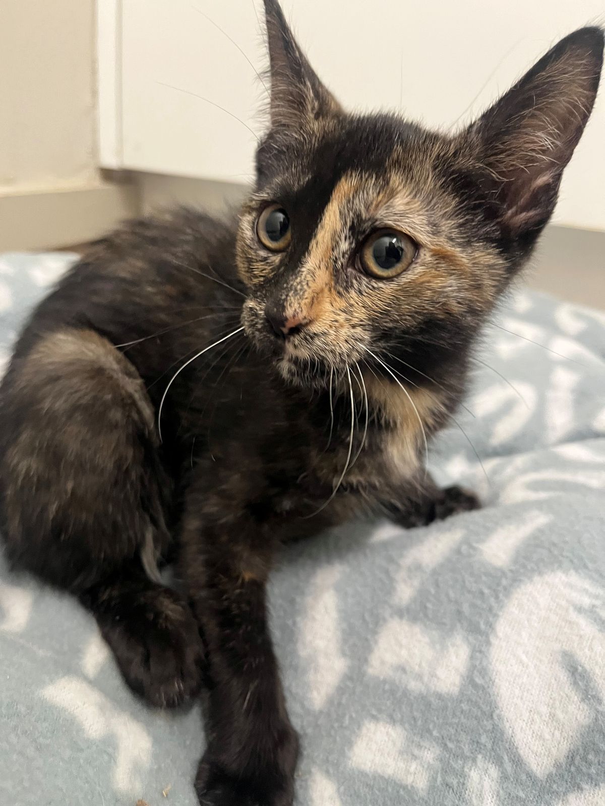 Gallery image: Toffee Brew 