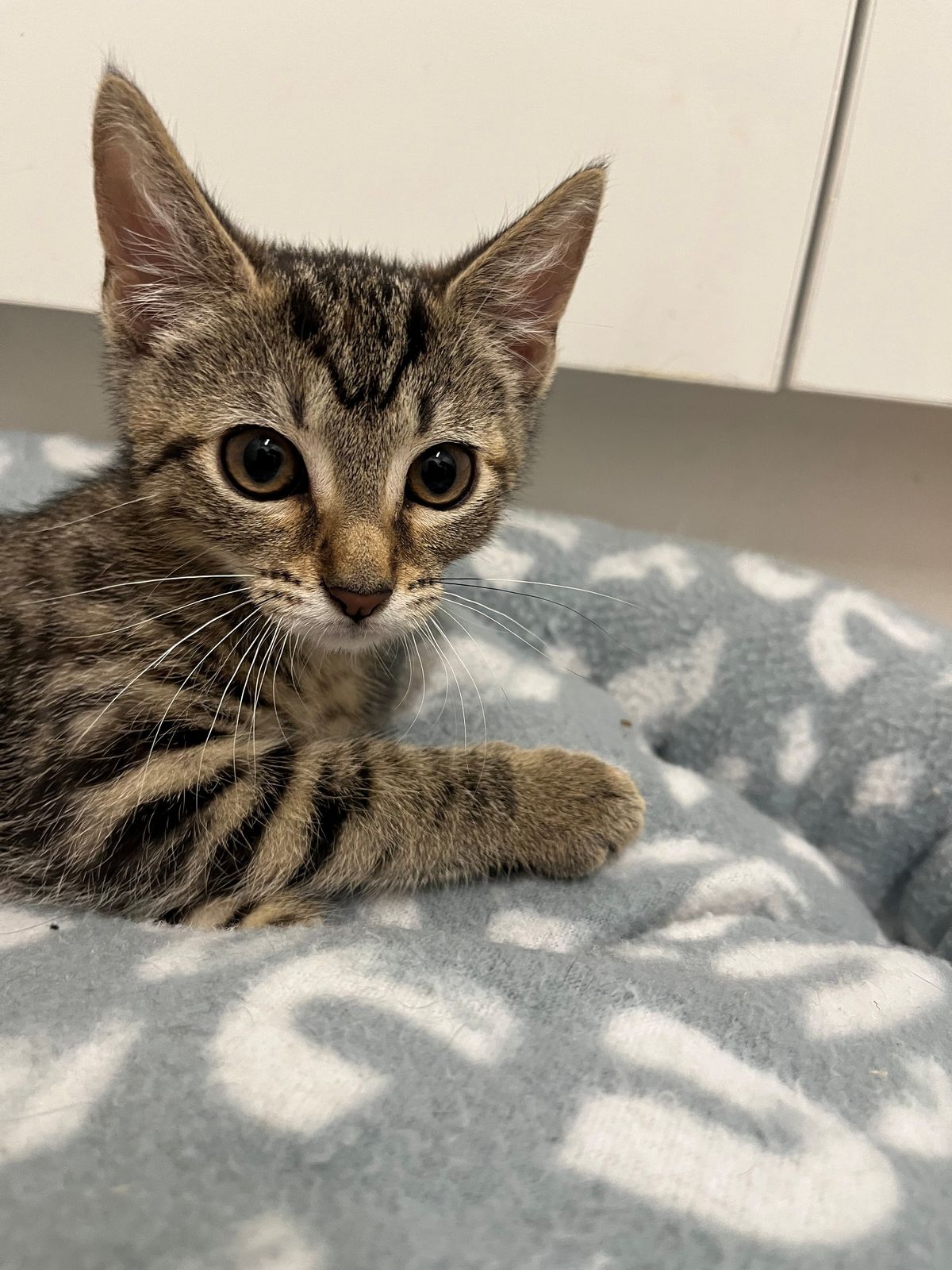 Gallery image: Choco Puff 