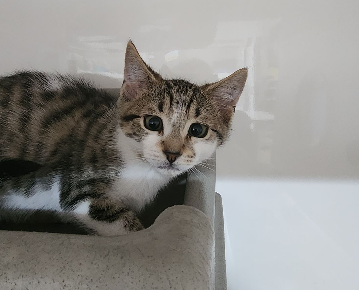 Gallery image: Yardley