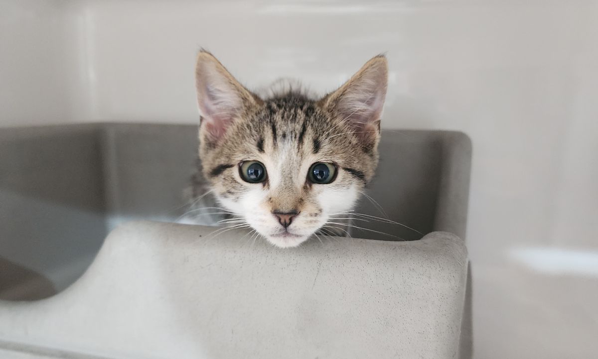 Gallery image: Yardley