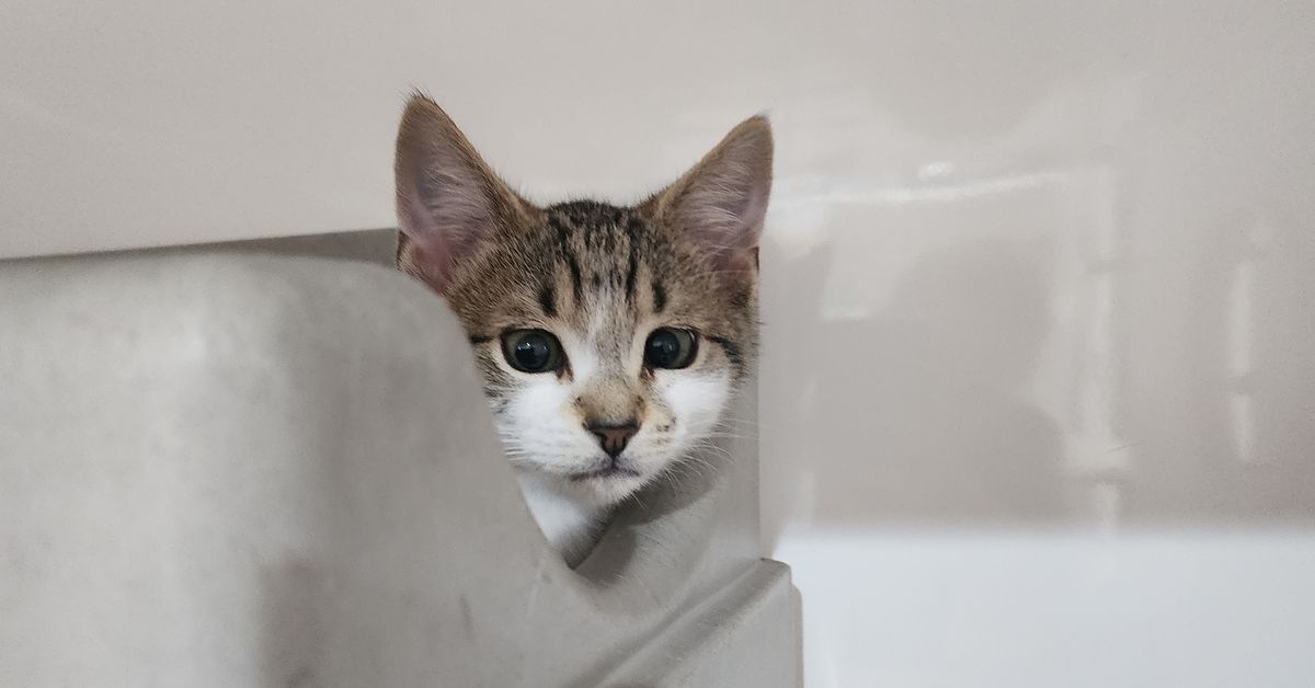 Gallery image: Yardley