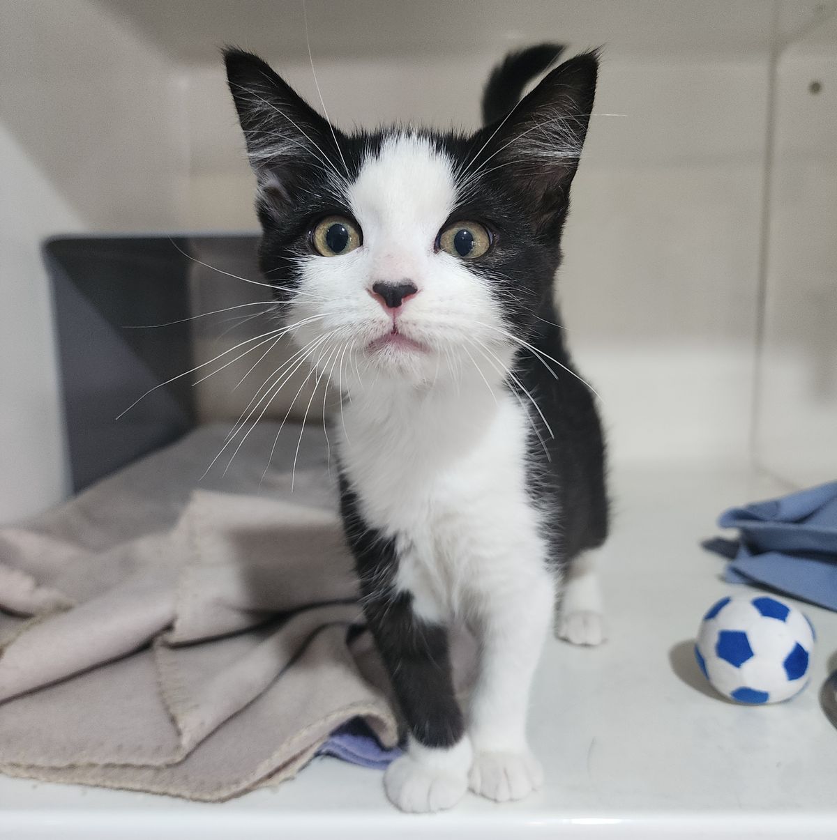 Gallery image: Ursula