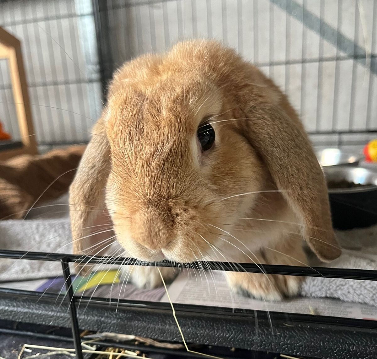 Gallery image: Brandy Snap