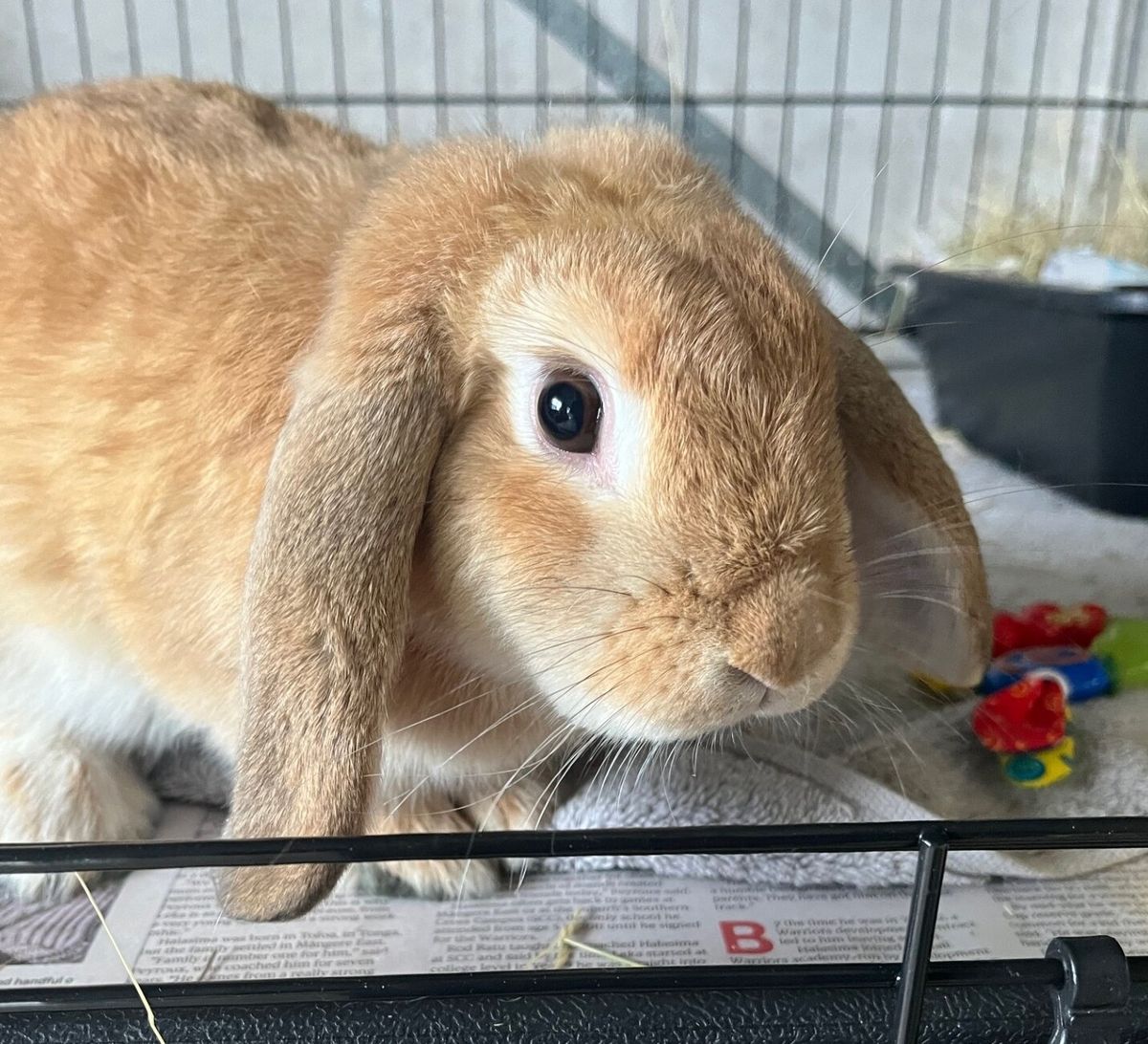 Gallery image: Brandy Snap