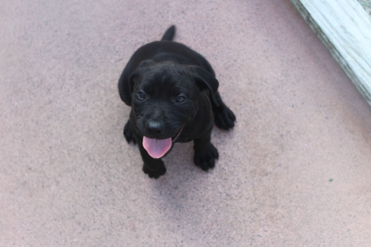 Gallery image: Poppy