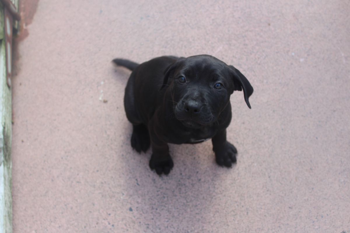 Gallery image: Poppy