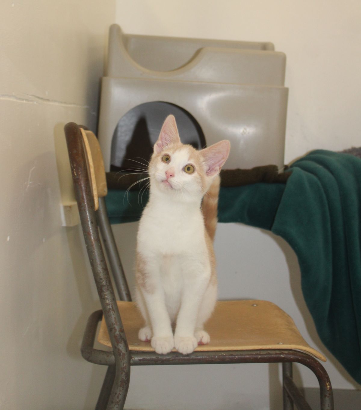 Gallery image: Hamilton