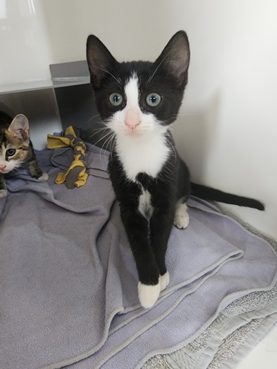 Luna - Domestic Short Hair