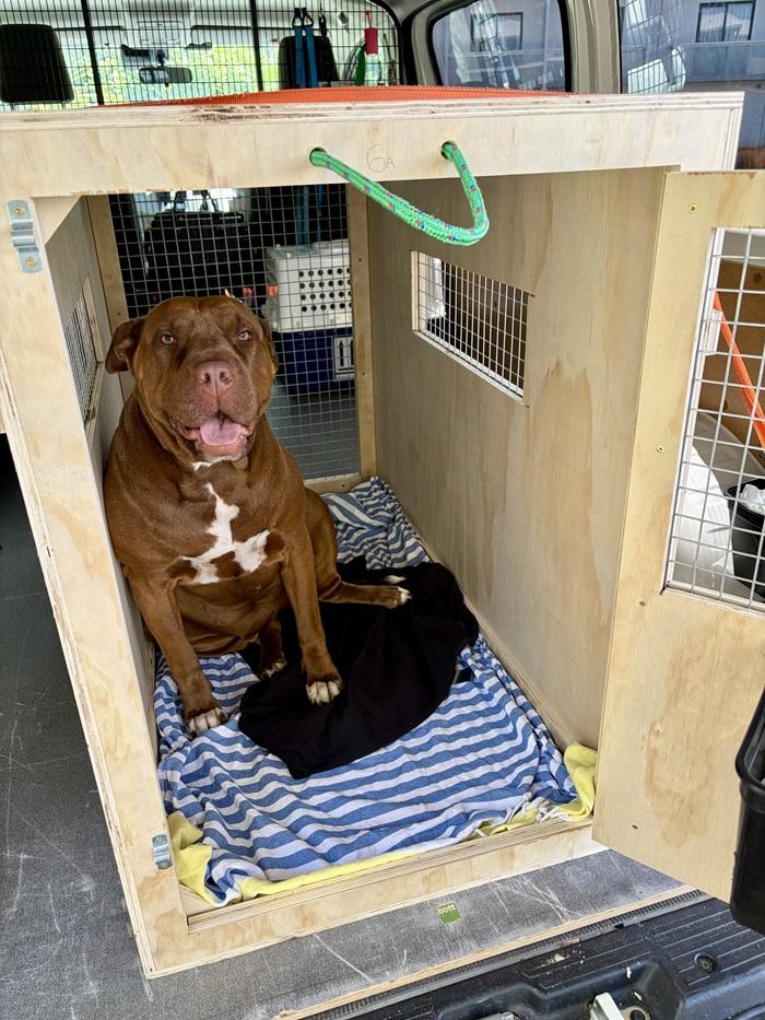 Sophie the dog inside her crate
