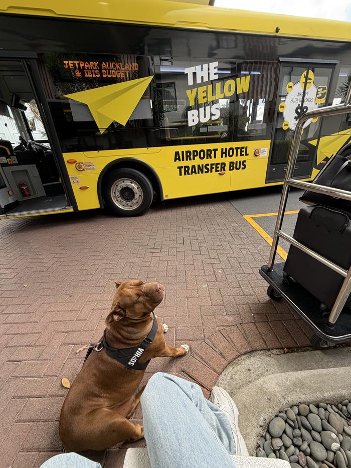 SPCA dog Sophia waiting beside airport bus