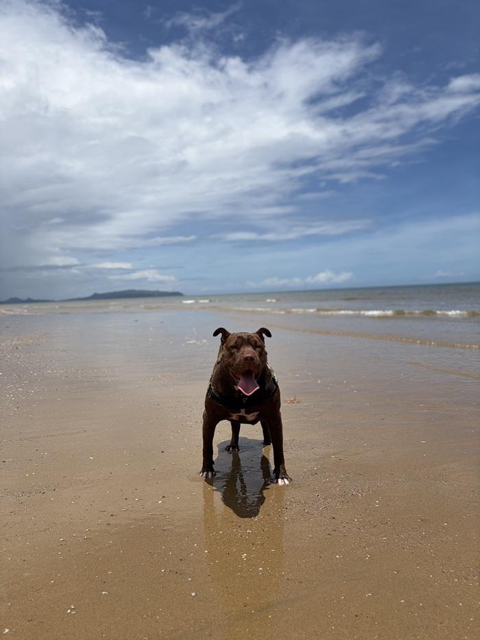 Sophia SPCA dog standing on beach looking happy